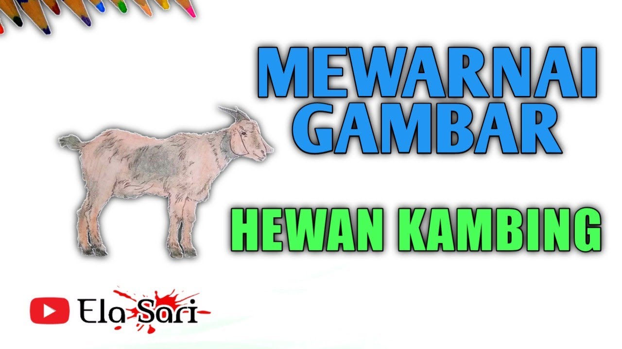 Detail Gambar Kambing Mewarnai Nomer 28