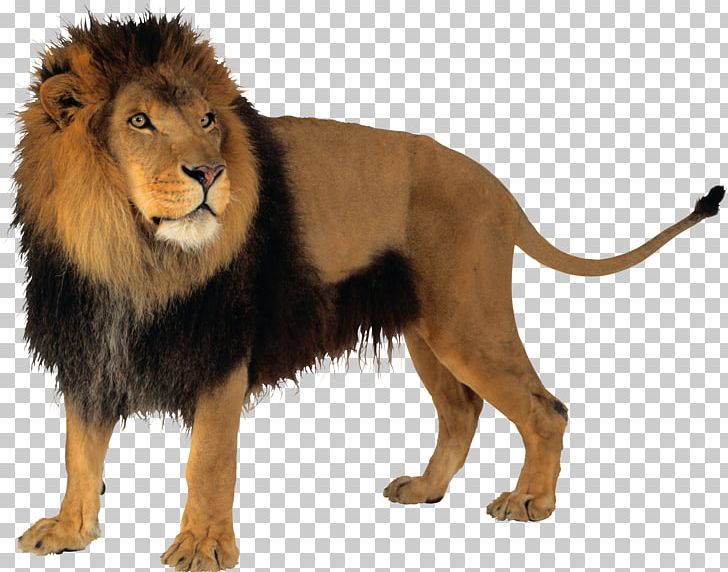 Lion PNG, Clipart, Lion Free PNG Download