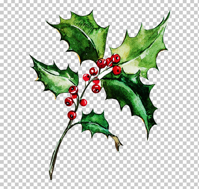 Holly PNG, Clipart, American Holly, Flower, Holly, Hollyleaf Cherry, Leaf Free PNG Download