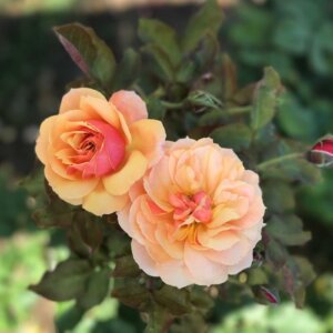 close up on two pink/orange roses