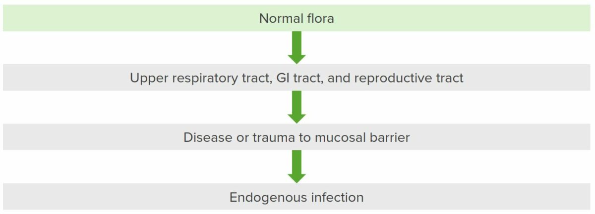 Pathogenesis of actinomyces