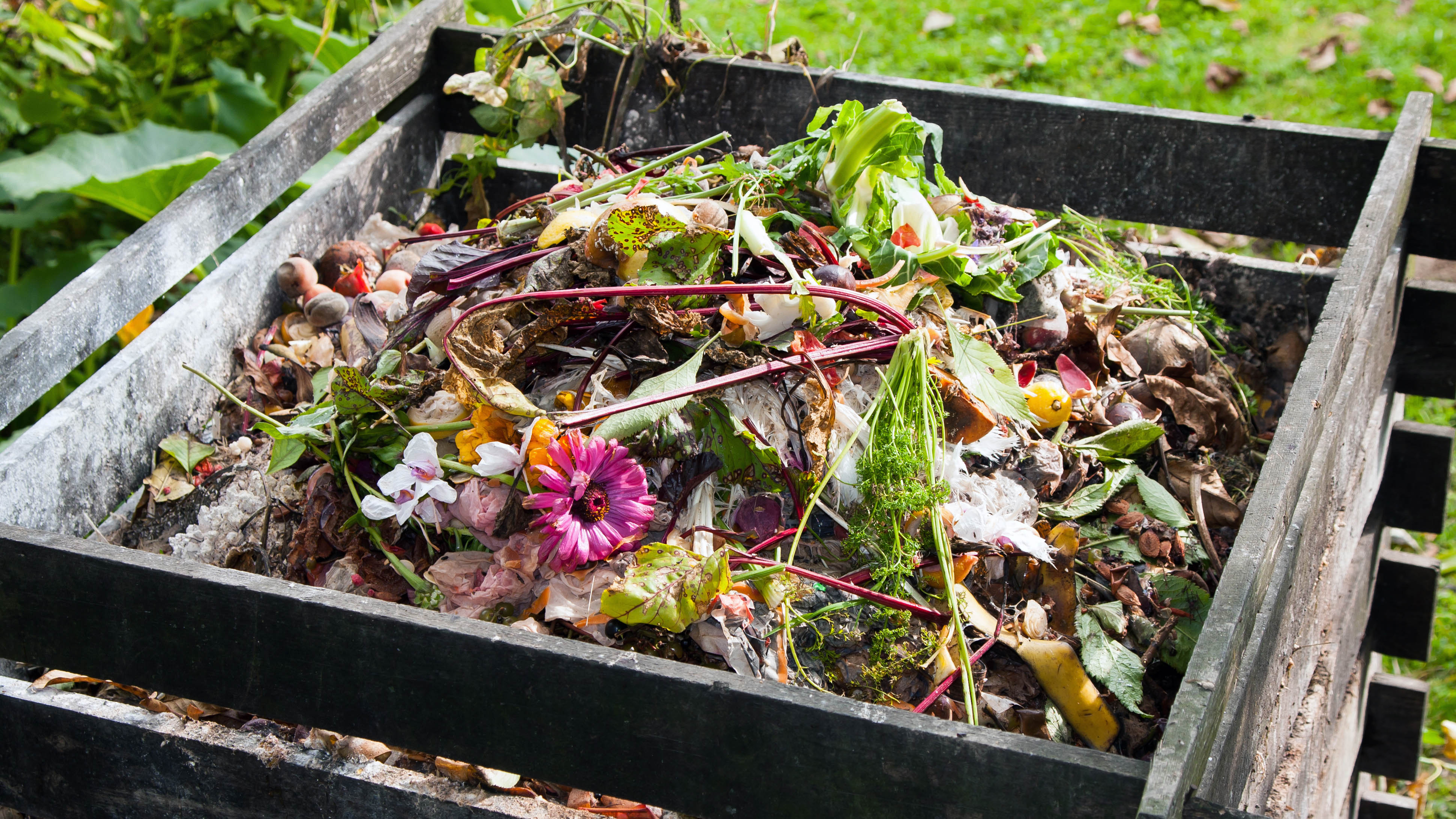 Food scraps in compost