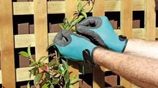 hands in brightly coloured best gardening gloves pruning a climbing plant