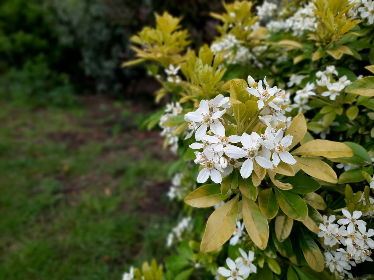 Use Live Focus to bring your subject into sharper relief. There are different blur effects to try too.