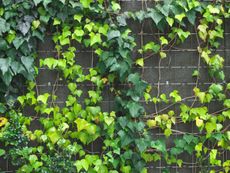 Ivy Leaves Turning Yellow