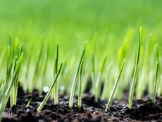 Close up of grass shoots growing out of soil