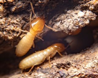 An image of two termites in the ground