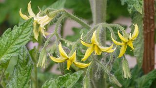 Flowering tomato plant