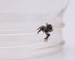 A small black jumping spider on a glass jar