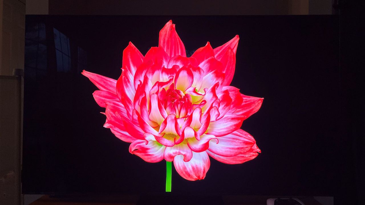 TCL QM7K showing image of red flower on black background