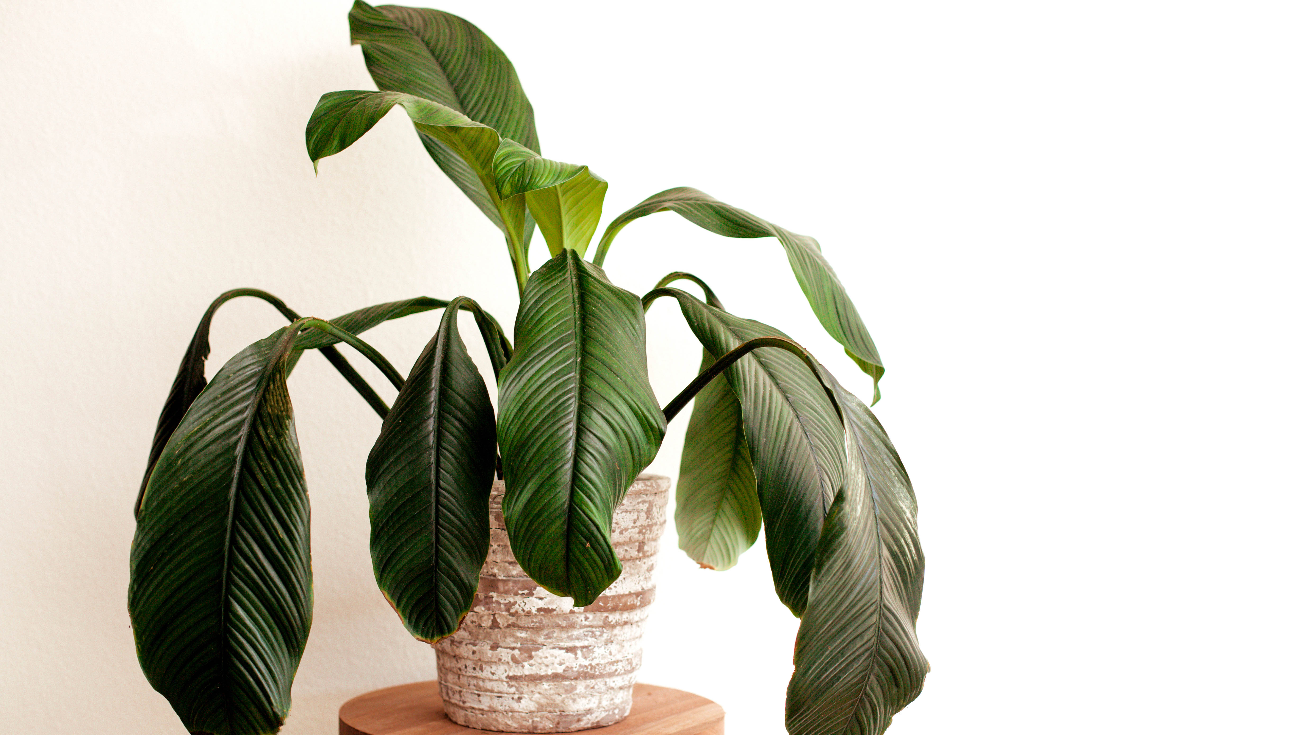 Wilting houseplant