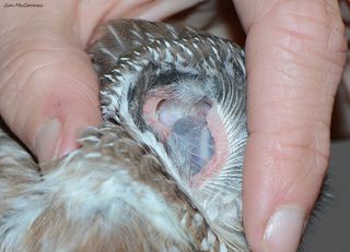 You can see eye-to-eye with this tiny owl, even if you're looking into its ear.