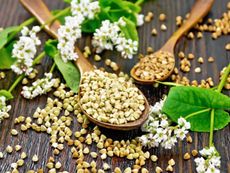 Many kernels of buckwheat on wooden spoons