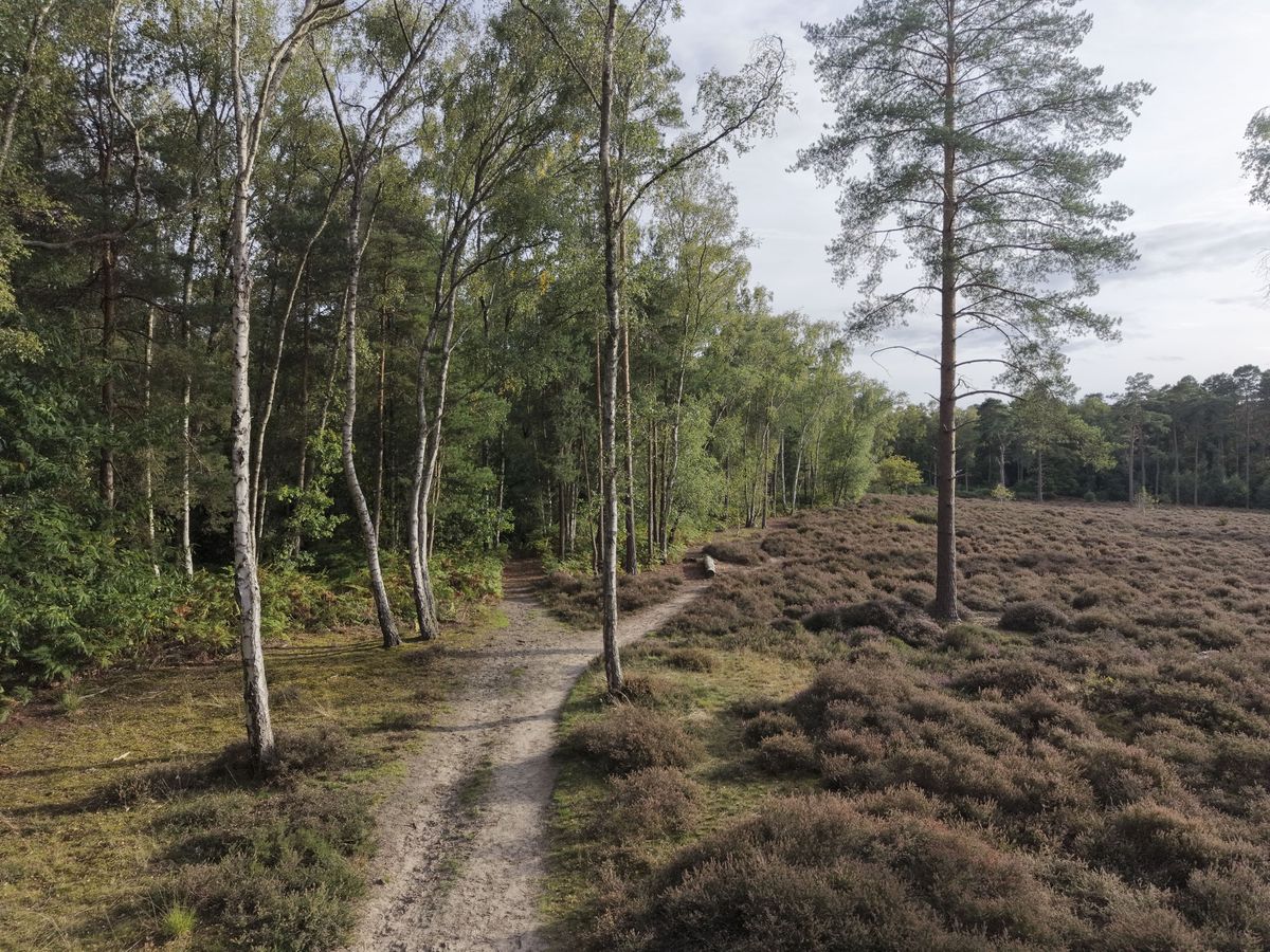 DJI Mini 5 Pro sample photos: a woodland scene