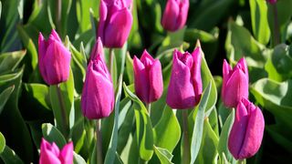 Purple tulips
