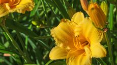 stella d'oro daylily flower