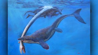 Mosasaurs in the Platecarpus genus, like the one pictured here, have blunter, broader heads than the newly described species, which has an elongated snout like a crocodile&#039;s.