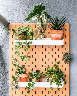 A pegboard with plants on it