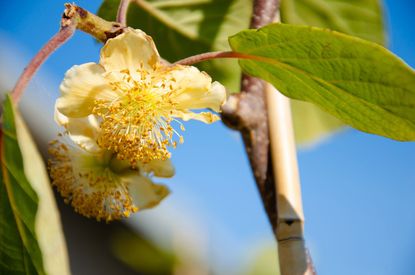 Flowers Blooming On Kiwi Vine