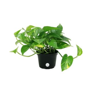 A devil's ivy plant in a black plant pot