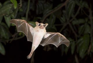 a dwarf epauletted fruit bat (&lt;em&gt;Micropteropus pussilus&lt;/em&gt;) flying at night