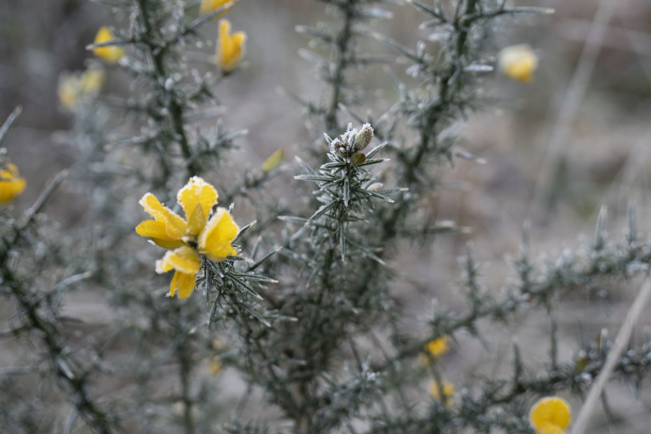 Sony A6100