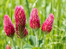 Four crimson clover flower clusters