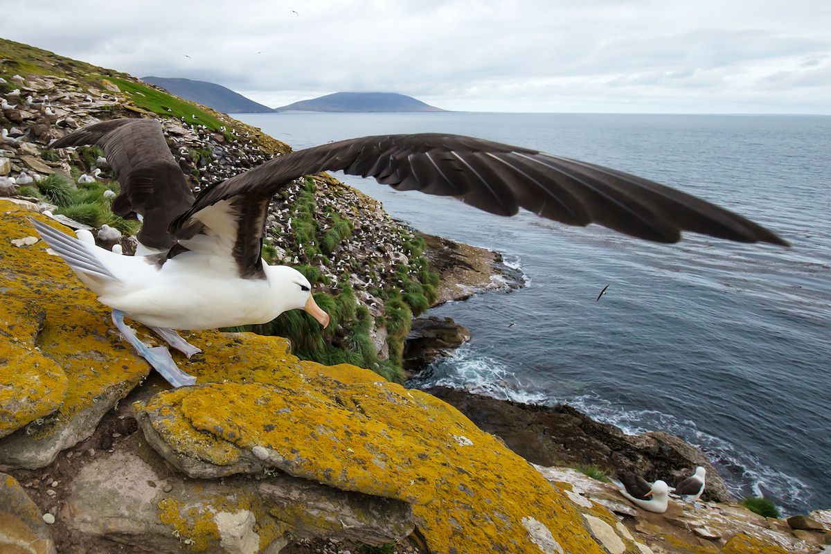 A black-browed albatross getting ready to take off at the Falkland Islands. 