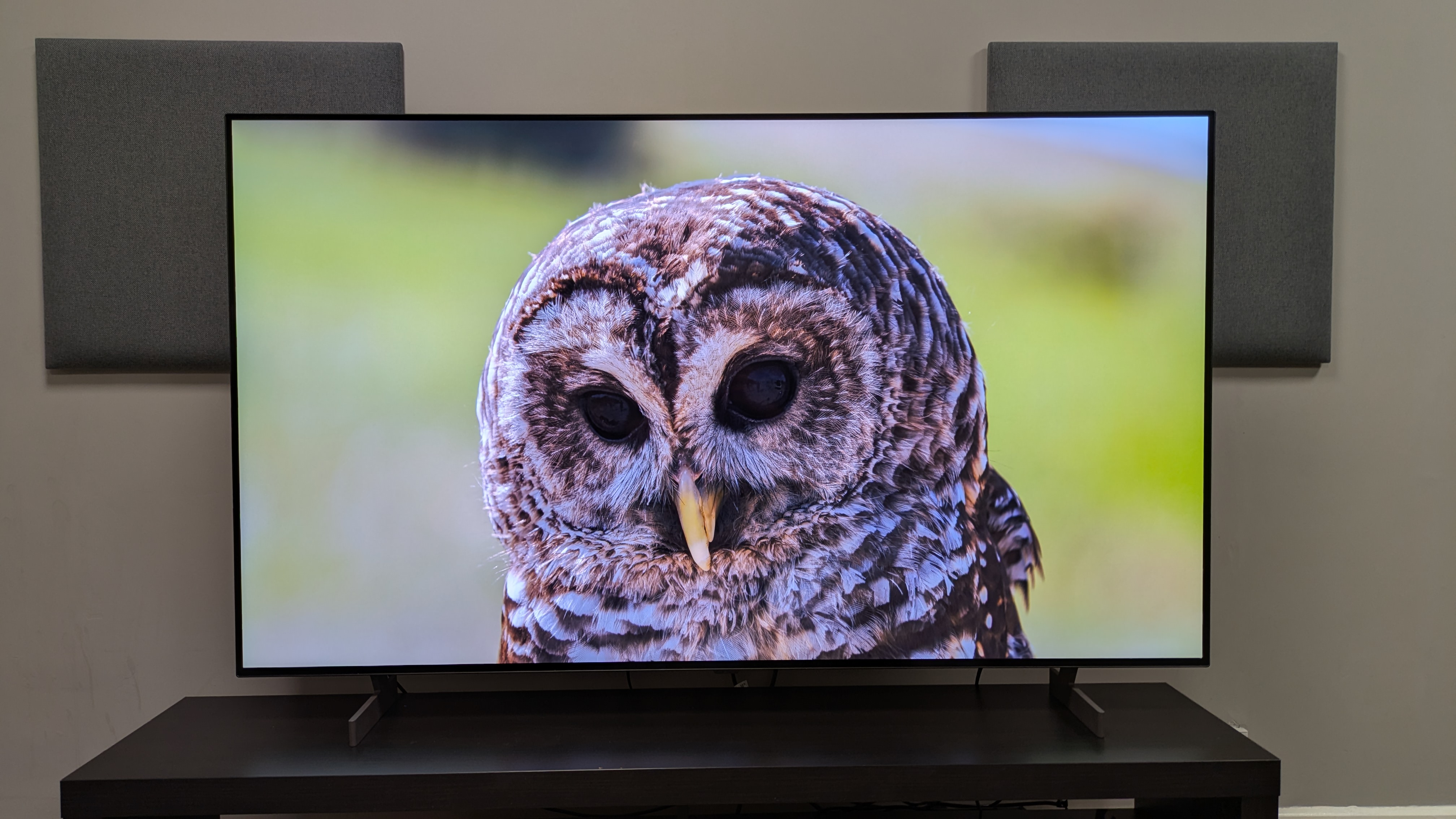 LG B6 OLED TV with an owl on screen. The B6 delivers realistic textures, shown by the owl's feathers 