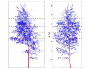 Trees might sleep after dark, according to precise laser measurements that detected the plants' branches drooping at night.