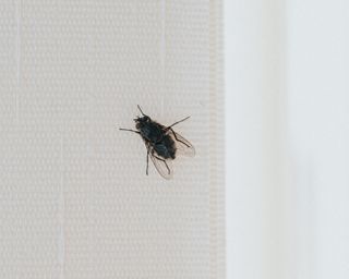 A black fly sitting on an interior blind