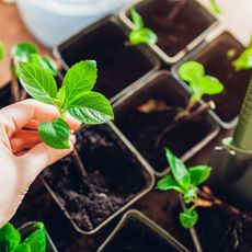 bigleaf hydrangea cuttings in pots