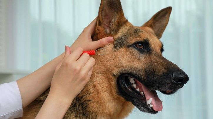 How To Treat Bad Flea Bites On Dogs