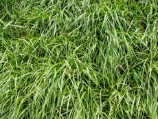 Annual ryegrass or Italian ryegrass