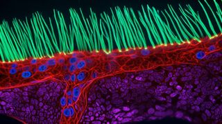 Nikon Small World in Motion 2026