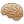 brain