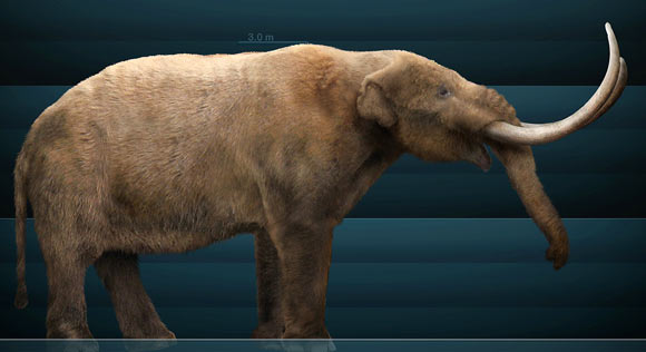 Reconstruction of the American mastodon (Mammut americanum). Image credit: Sergio De la Rosa Martinez / CC BY-SA 3.0.