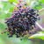 Elderberry is a small dark purple berry found on elder trees native to Europe. Image credit: TheOtherKev.