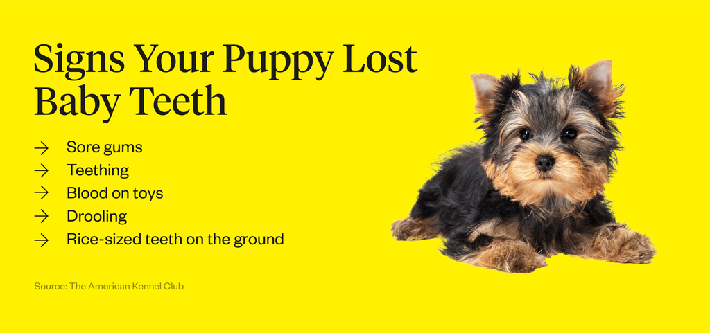 how many teeth do puppies lose