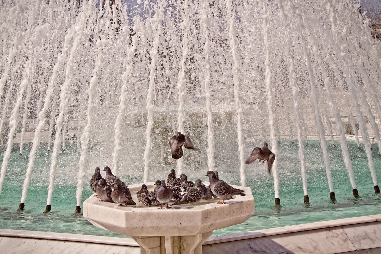 Burung Mandi Merpati Air Mancur - Foto gratis di Pixabay - Pixabay