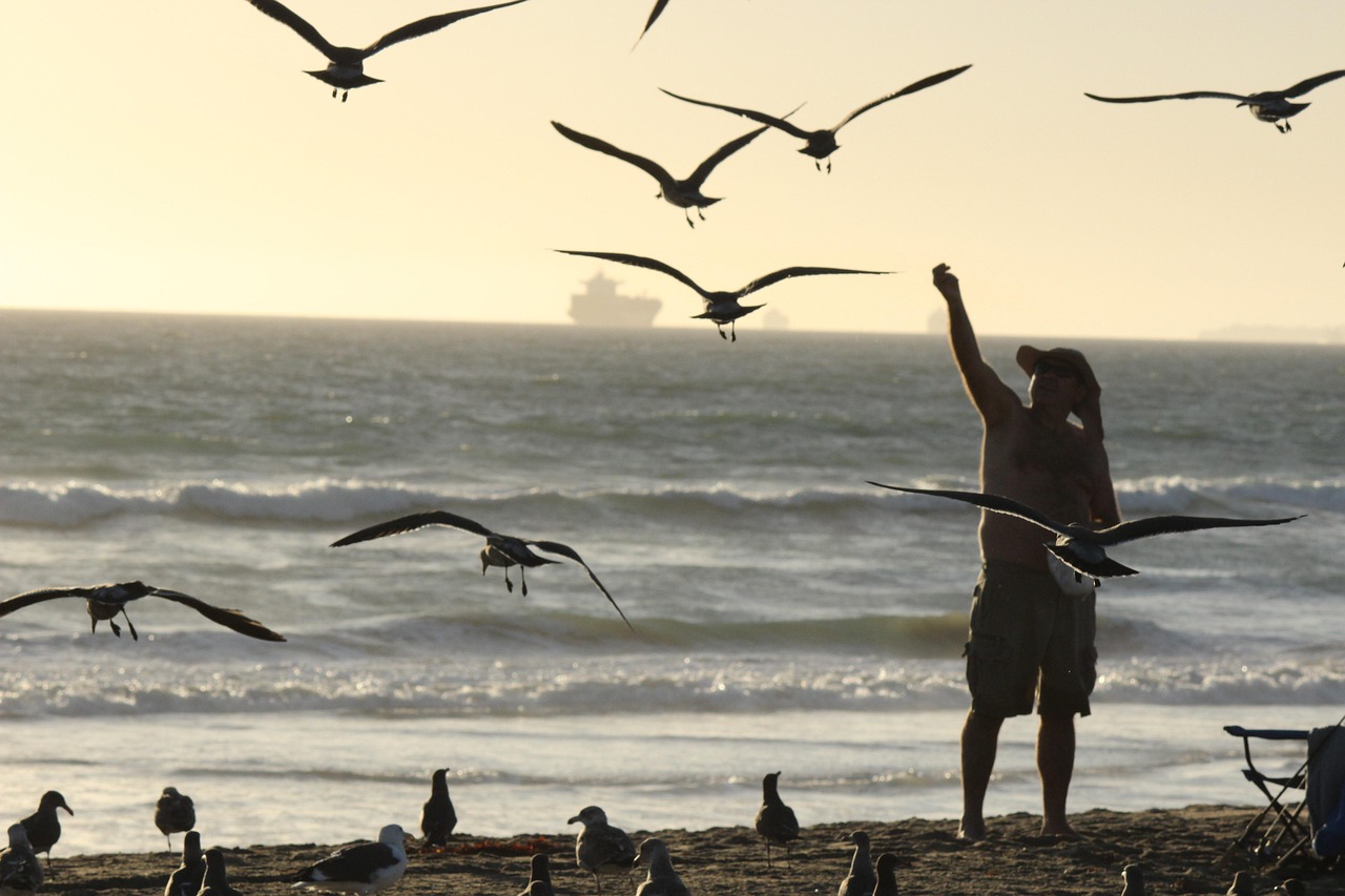 Pantai Di Luar Ruangan Burung - Foto gratis di Pixabay - Pixabay