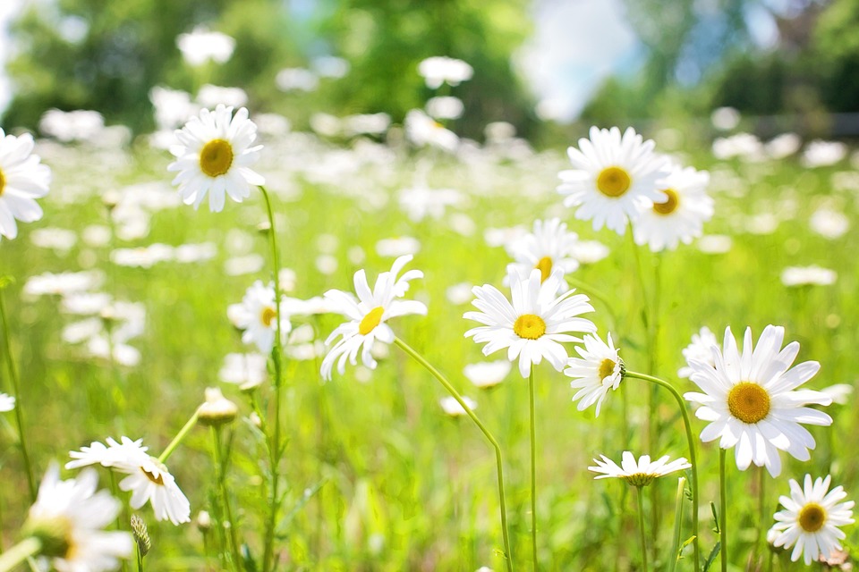 Daisies Field Nature - Free photo on Pixabay - Pixabay