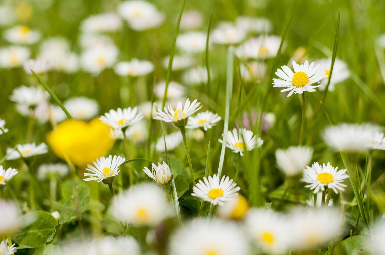 Daisies Spring May - Free photo on Pixabay - Pixabay