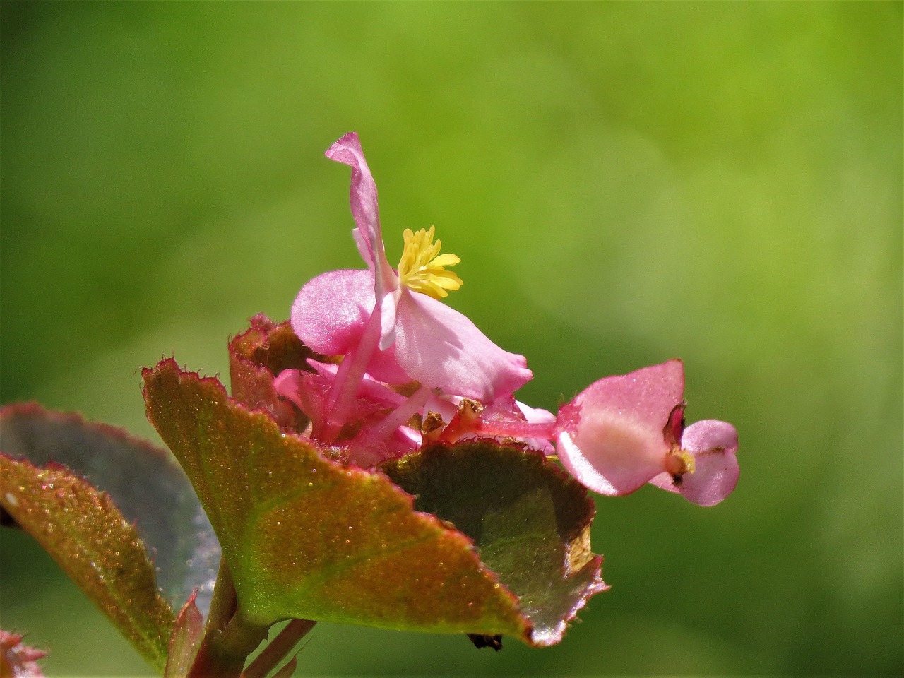 Flower Pink Yellow - Free photo on Pixabay - Pixabay