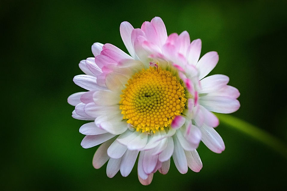 Daisies Spring Nature - Free photo on Pixabay - Pixabay