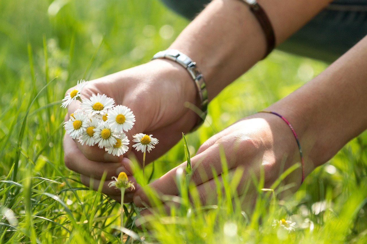 Spring Daisies Flowers - Free photo on Pixabay - Pixabay