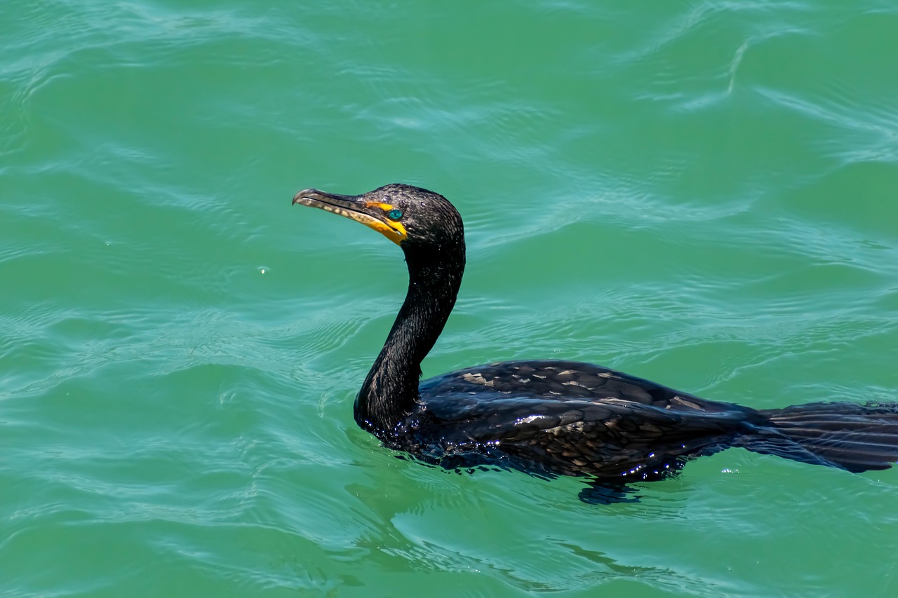 Burung Laut Pantai - Foto gratis di Pixabay - Pixabay