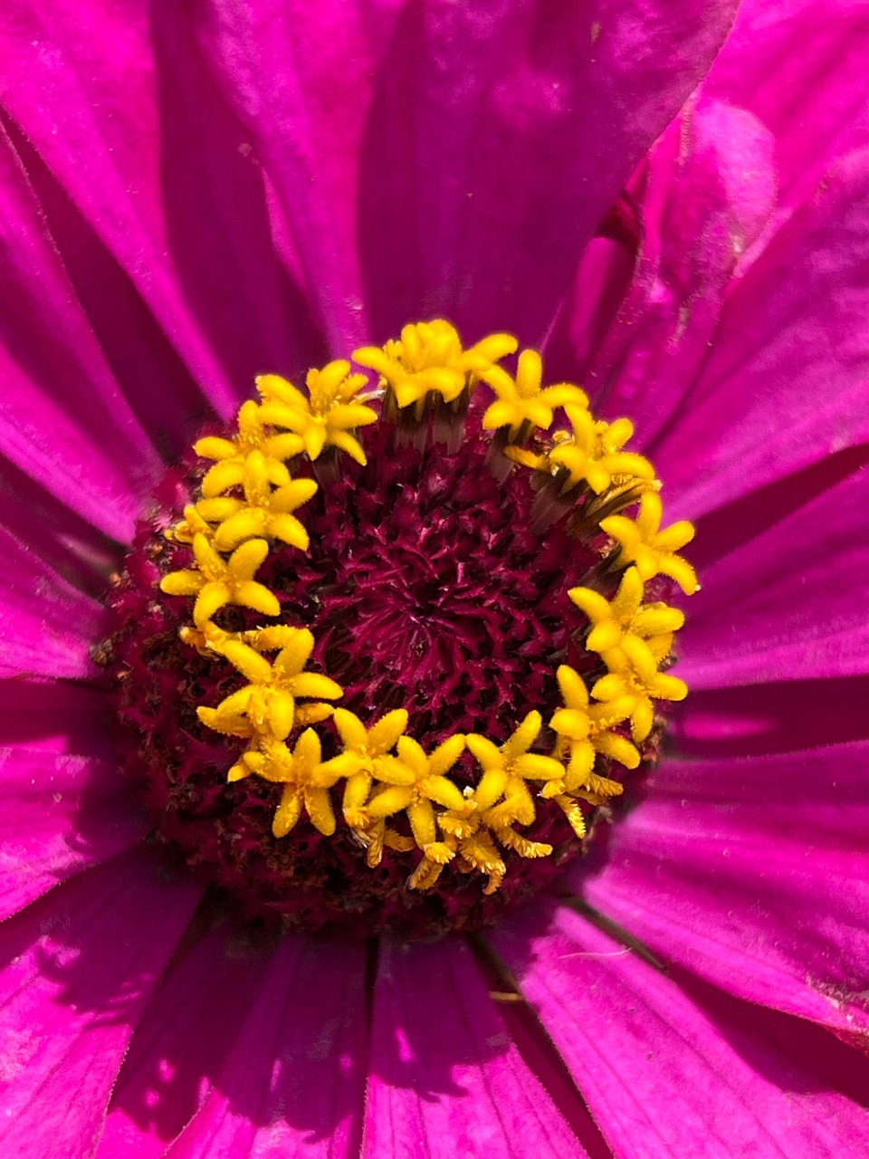 Flower Pink Yellow - Free photo on Pixabay - Pixabay