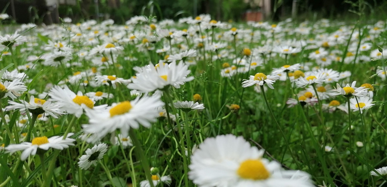 Daisies Spring Meditatin - Free photo on Pixabay - Pixabay