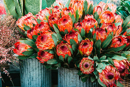 Rojo protea